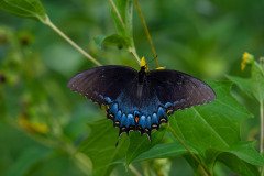 Spicebush Swallowtail butterfly (Papilio troilus) Spicebush Swallowtail butterfly (Papilio troilus)