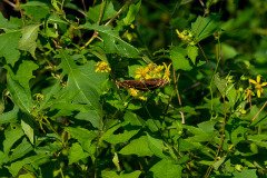 Gulf Fritillary butterfly (Agraulis vanillae) Gulf Fritillary butterfly (Agraulis vanillae)