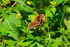 Gulf Fritillary butterfly (Agraulis vanillae) Gulf Fritillary butterfly (Agraulis vanillae)