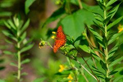 Gulf Fritillary butterfly (Agraulis vanillae) Gulf Fritillary butterfly (Agraulis vanillae)