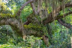 Spanish moss and resurrection fern growing on southern live oak Spanish moss and resurrection fern growing on southern live oak