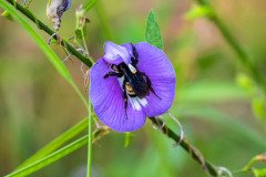 American bumblebee pollinating a Spurred Butterfly Pea American bumblebee pollinating a Spurred Butterfly Pea