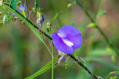 Spurred Butterfly Pea (Centrosema virginianum) Spurred Butterfly Pea (Centrosema virginianum)