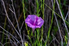 altmarsh Morning Glory, (Ipomoea sagittata) altmarsh Morning Glory, (Ipomoea sagittata)
