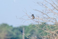 Belted Kingfisher Belted Kingfisher