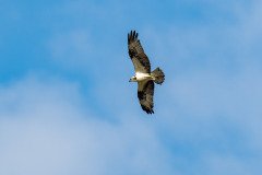 Osprey Osprey