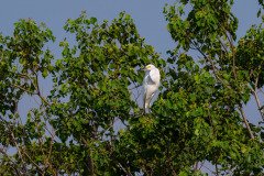 Snowy Egret Snowy Egret