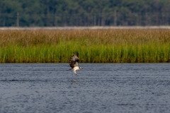 Osprey Osprey