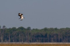 osprey with breakfast