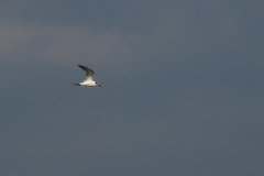 Sandwich Tern