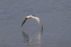 Tern