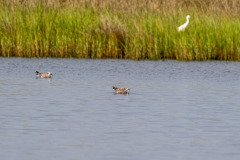 Gulls catching shrimp