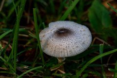 Reddening Lepiota or American Parasol
