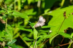 Common Checkered-Skipper butterfly (scientific name: Pyrgus communis)