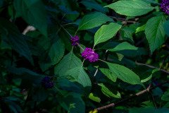 American beautyberry (Callicarpa americana)