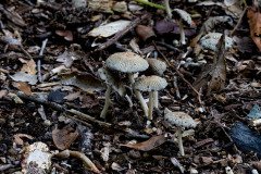 Hare's Foot Inkcap mushrooms