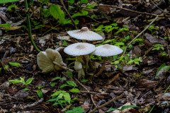 Stinking Dapperlings (Lepiota cristata).