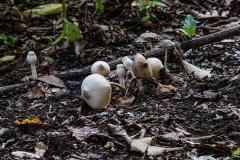 Onion-Stalk Lepiota or Onion-Stalk Parasol
