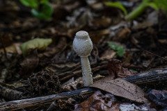 Onion-Stalk Lepiota or Onion-Stalk Parasol