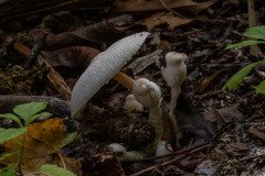 Onion-Stalk Lepiota or Onion-Stalk Parasol