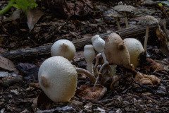 Onion-Stalk Lepiota or Onion-Stalk Parasol