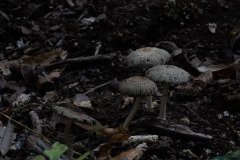 Onion-Stalk Lepiota or Onion-Stalk Parasol