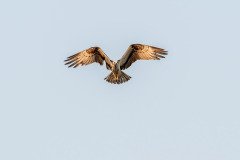 Osprey hunting Osprey hunting