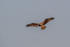 Osprey hunting Osprey hunting