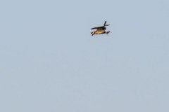 Osprey hunting Osprey hunting