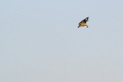 Osprey spotted a fish Osprey spotted a fish