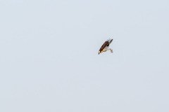 Osprey hunting Osprey hunting