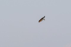 Osprey spotted a fish Osprey spotted a fish