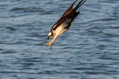 Osprey diving for the catch Osprey diving for the catch
