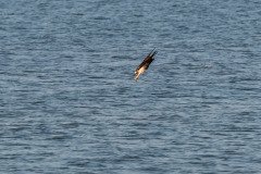 Osprey diving for the catch Osprey diving for the catch