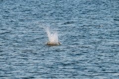 Osprey captures a fish Osprey captures a fish