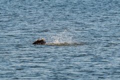 Osprey captures a fish Osprey captures a fish