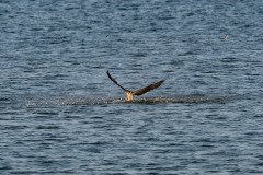 Osprey captures a fish Osprey captures a fish