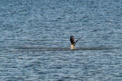 Osprey hauls the fish out of the water Osprey hauls the fish out of the water