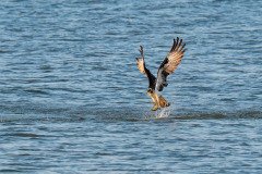 Osprey hauls the fish out of the water Osprey hauls the fish out of the water