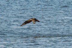 Osprey flies off with his prey Osprey flies off with his prey