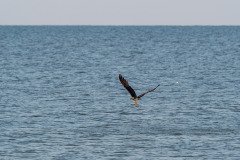 Osprey flies off with his prey Osprey flies off with his prey