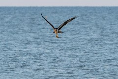 Osprey flies off with his prey Osprey flies off with his prey