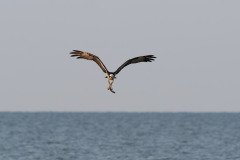 Osprey flies off with his prey Osprey flies off with his prey