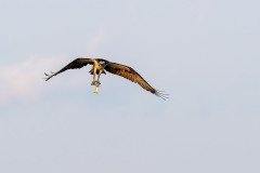 Osprey flies off with his prey Osprey flies off with his prey