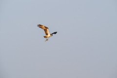 Osprey flies off with his prey Osprey flies off with his prey