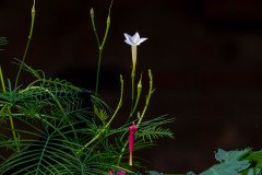 Cypress vine (Ipomoea quamoclit) Cypress vine (Ipomoea quamoclit)
