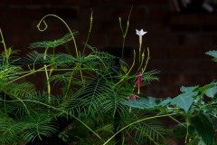 Cypress vine (Ipomoea quamoclit) Cypress vine (Ipomoea quamoclit)