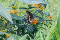 Palamedes Swallowtail butterfly on Butterfly weed Palamedes Swallowtail butterfly on Butterfly weed
