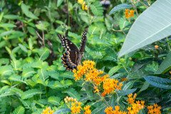 Palamedes Swallowtail butterfly on Butterfly weed Palamedes Swallowtail butterfly on Butterfly weed