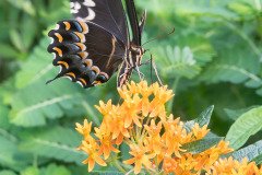 Palamedes Swallowtail butterfly on Butterfly weed Palamedes Swallowtail butterfly on Butterfly weed